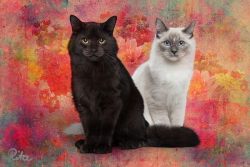 Bildcollage Rita Gil Brand 2019